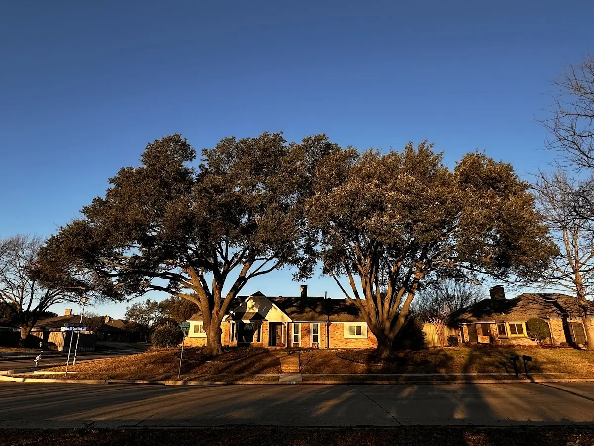 Established residential canopy tree shading a home in Paint Rock